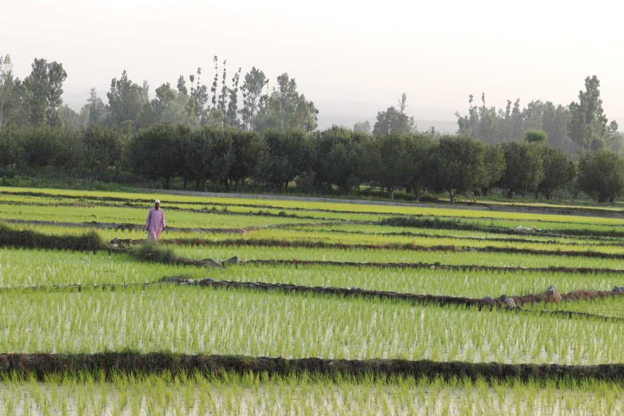 Traditional paddy varieties fetch low yield this year - Srinagar News